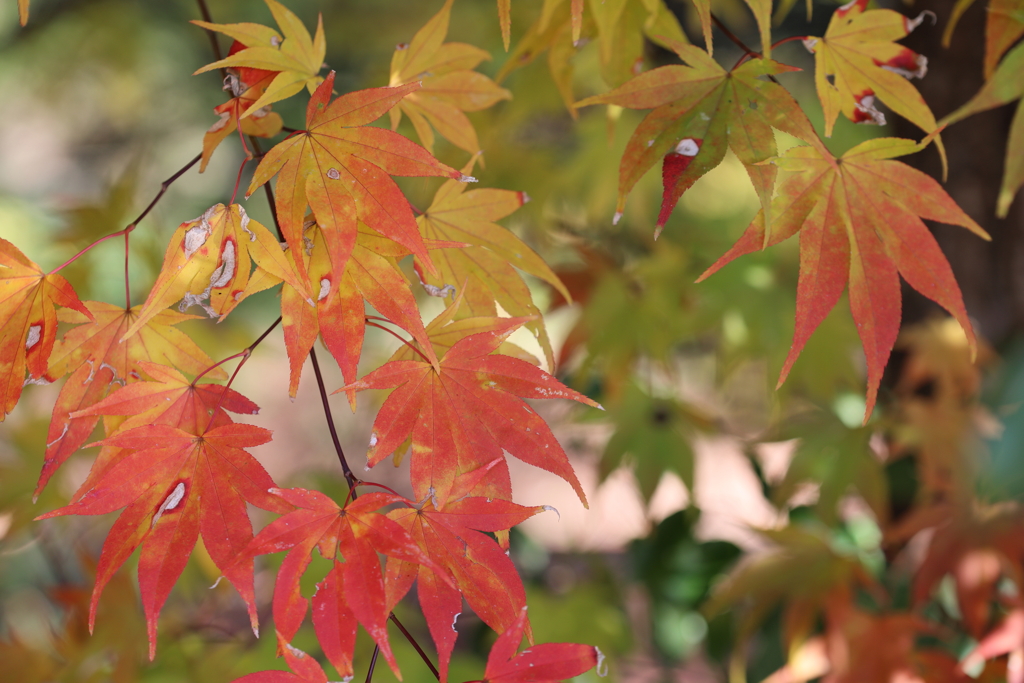 紅葉グラデーション