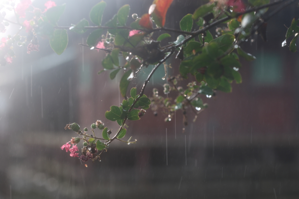 朝の通り雨