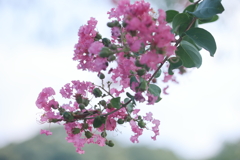 百日紅