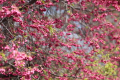 ピンクに染まる