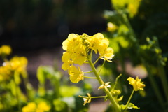 菜の花