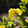 菜の花