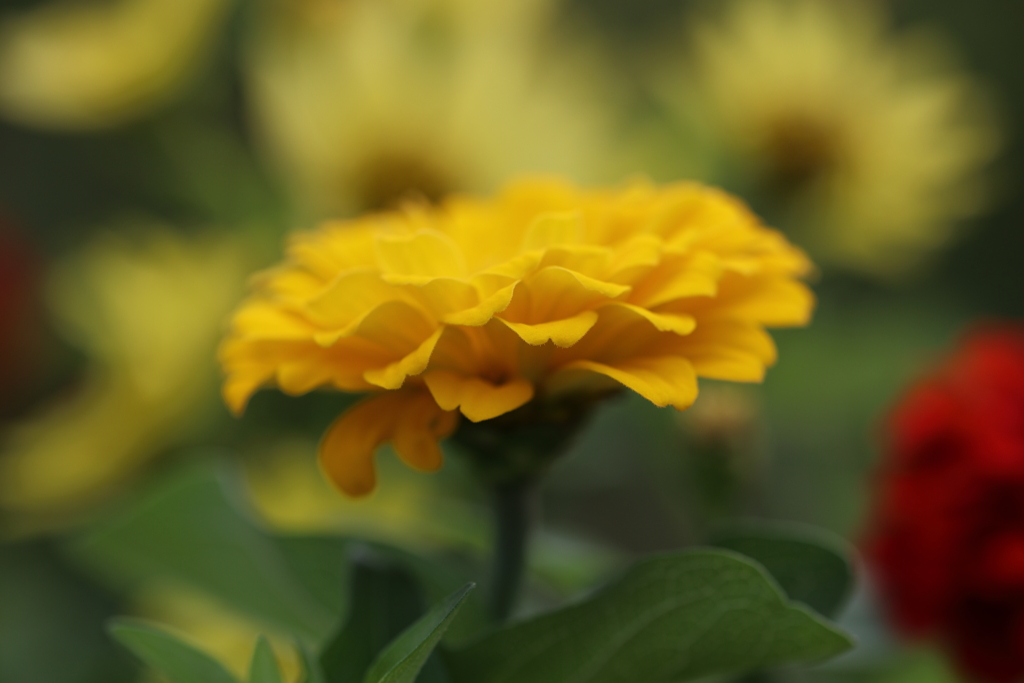 初秋の花園で Ⅱ