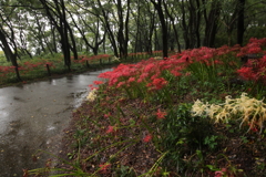 雨降る公園