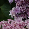 紫陽花