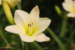 黄色の花