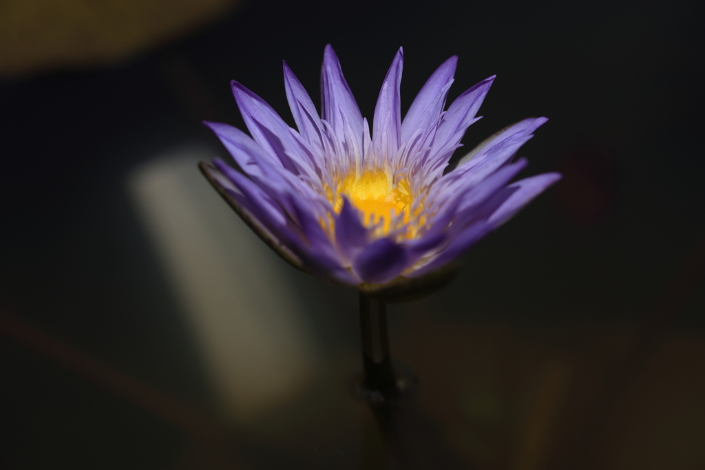 睡蓮