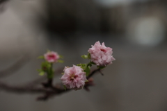 さくら