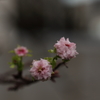 さくら