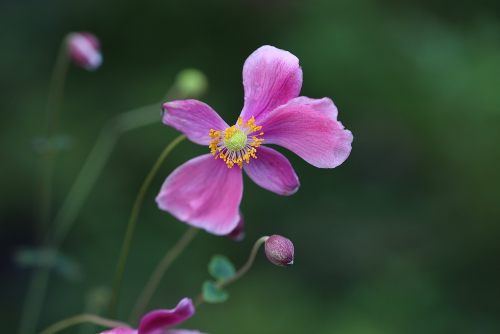 貴船菊