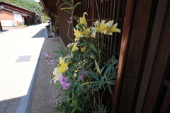 中山道に咲く