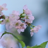早春