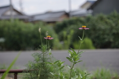 夏の名残