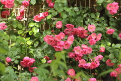 薔薇の生垣