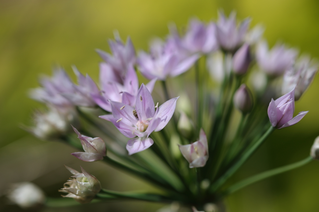 アリウム・ユニフォリウム