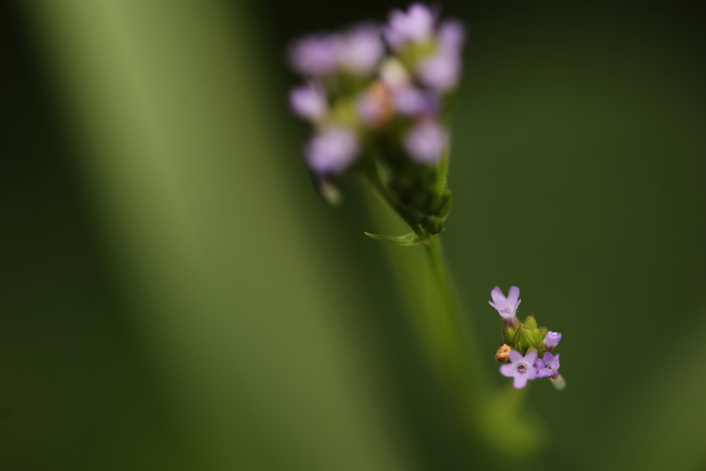 小さな小さな花