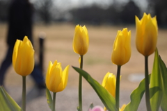 早春の黄色