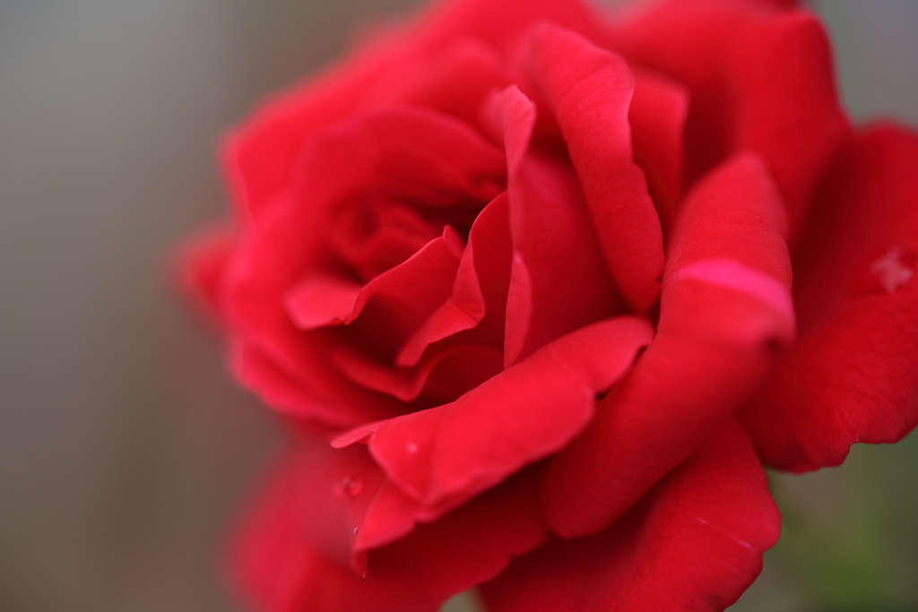 rose　～Lustful beauty