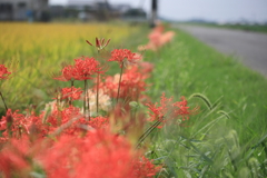 彼岸花咲く街道