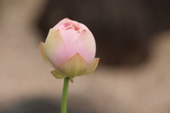蓮
