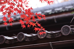 赤と黒
