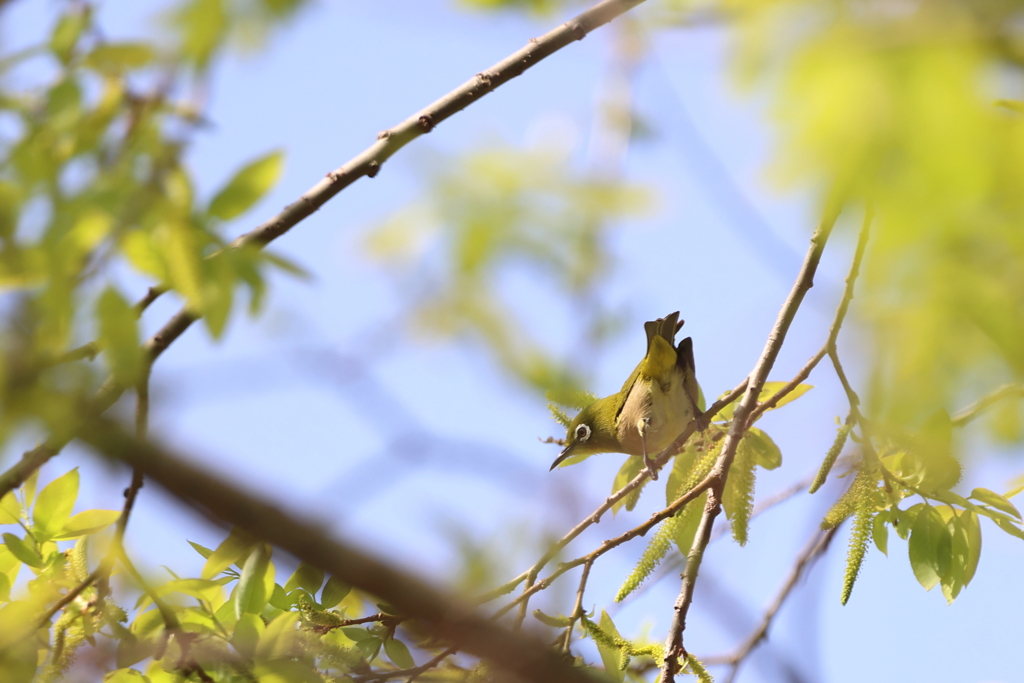 若葉になってみたけど・・・