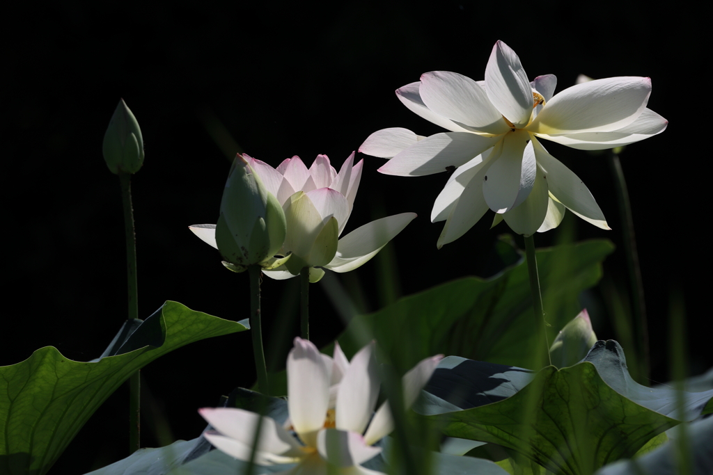 陽に照らされて