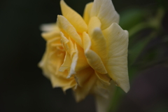 rose　～ Brilliant