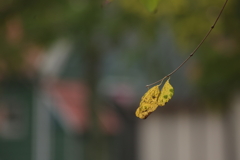 一枚