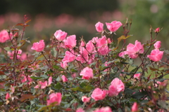 冬の薔薇