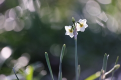 冬の陽に照らされて