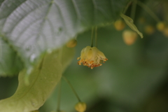 菩提樹の下で