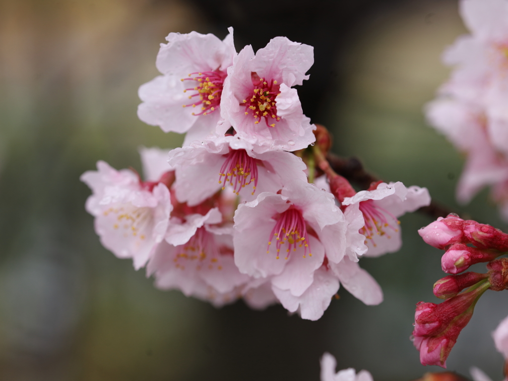 桜 椿寒桜