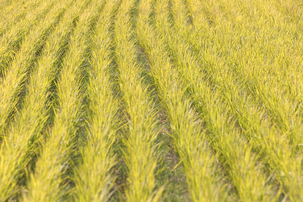 黄金色のカーペット