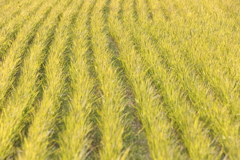 黄金色のカーペット