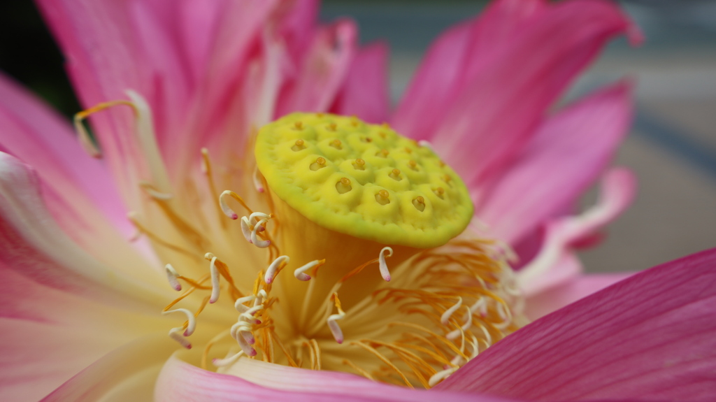 花蓮