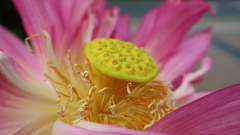 花蓮
