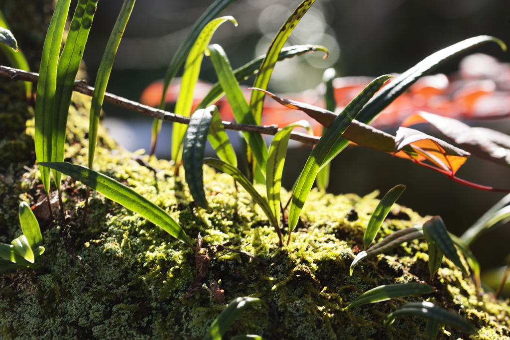 褐色の中に有る緑