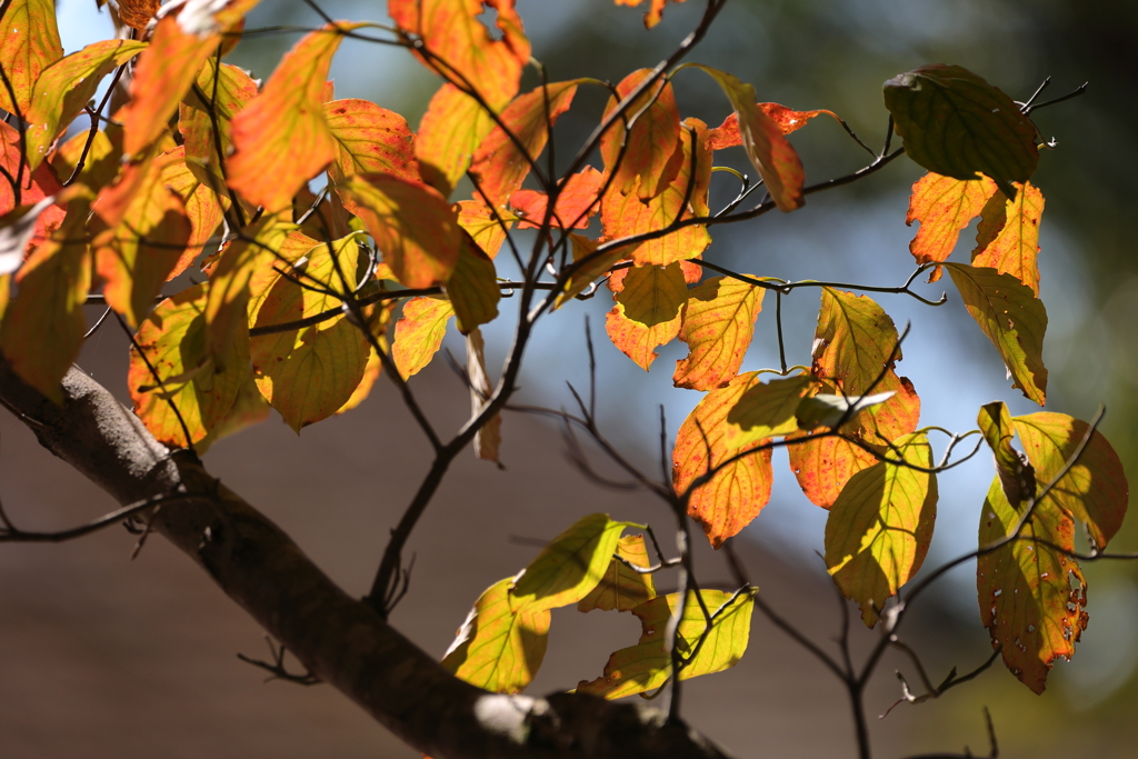 紅葉はじめ