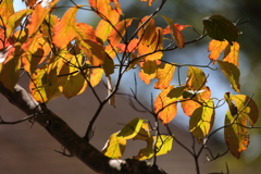 紅葉はじめ