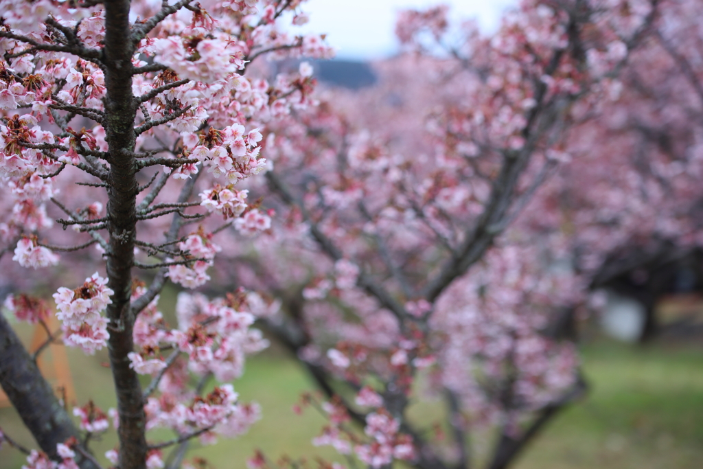 河津桜