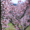 河津桜