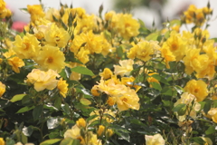 黄色の花園
