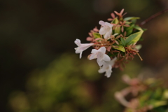 白い小さな花