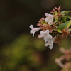 白い小さな花