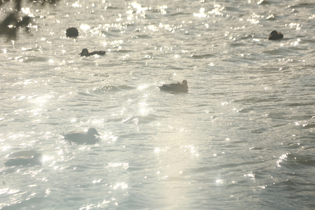 煌めきの中の散歩