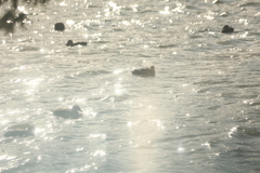 煌めきの中の散歩