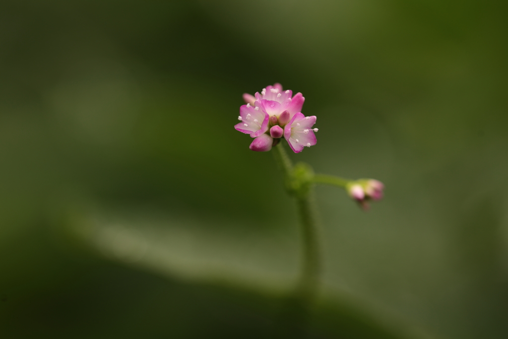 小さな花