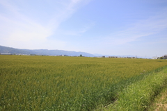 麦畑と空