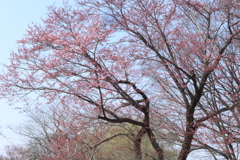 花咲かじいさんのいる木